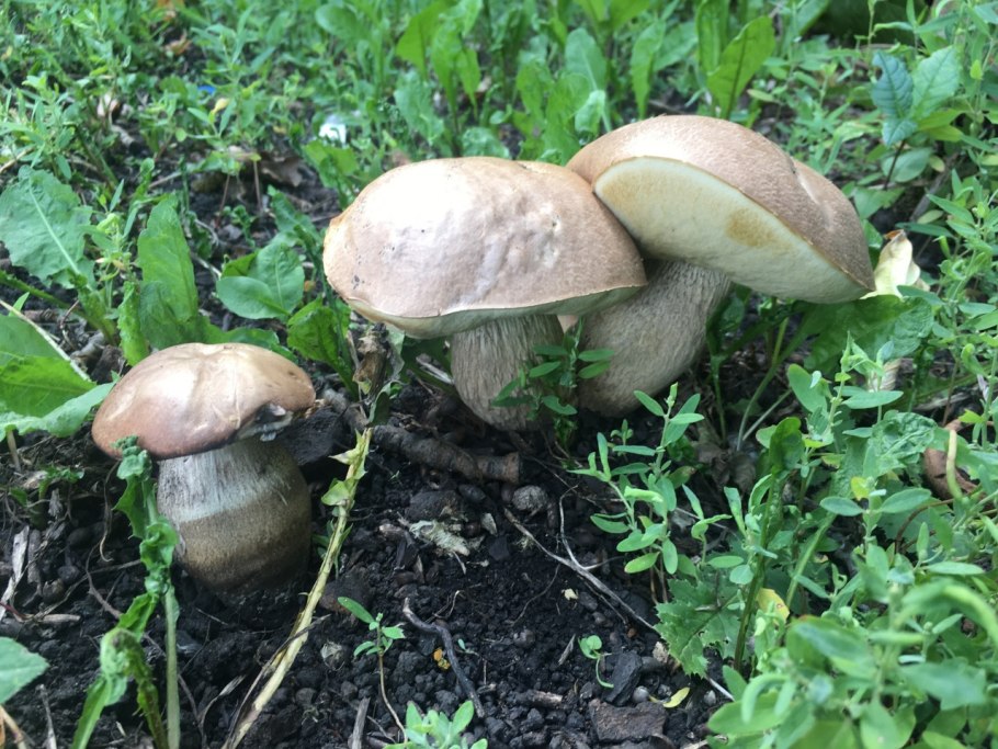 Грибы в еловых лесах