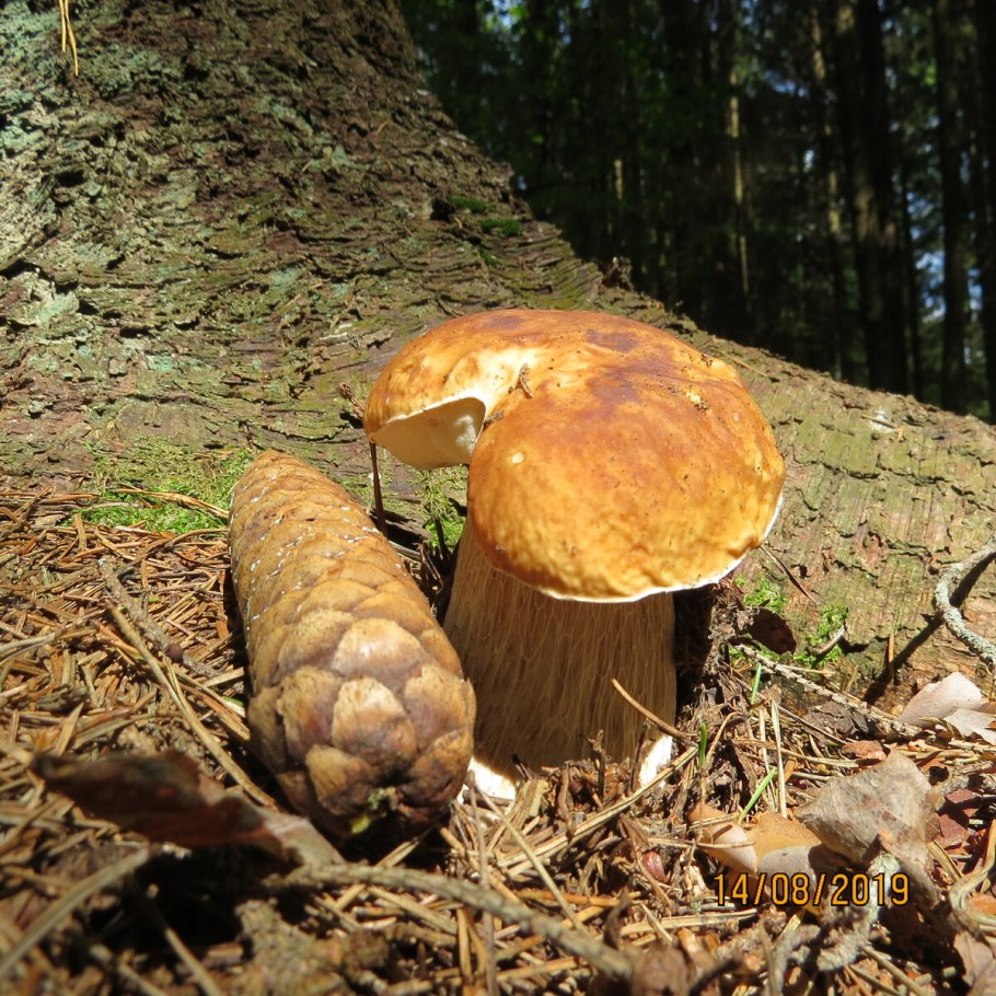 Грибы еловых посадок