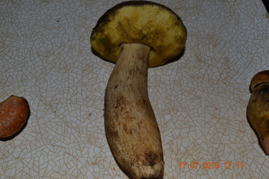 Ножка подберезовика