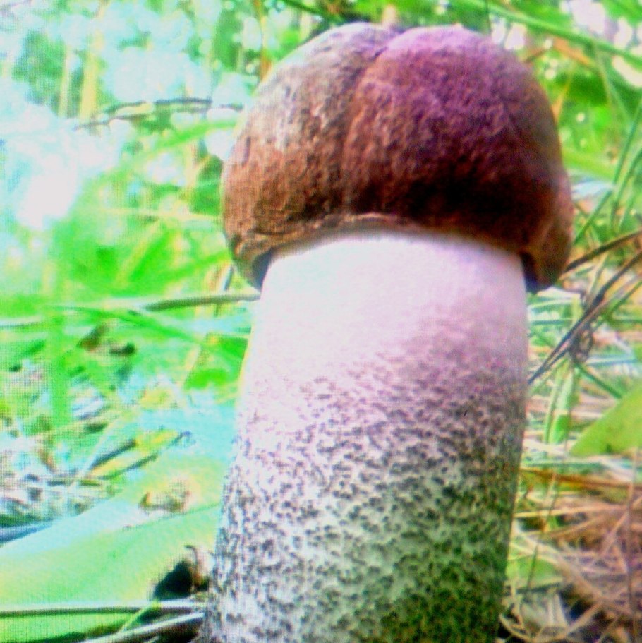 Подосиновик синеет