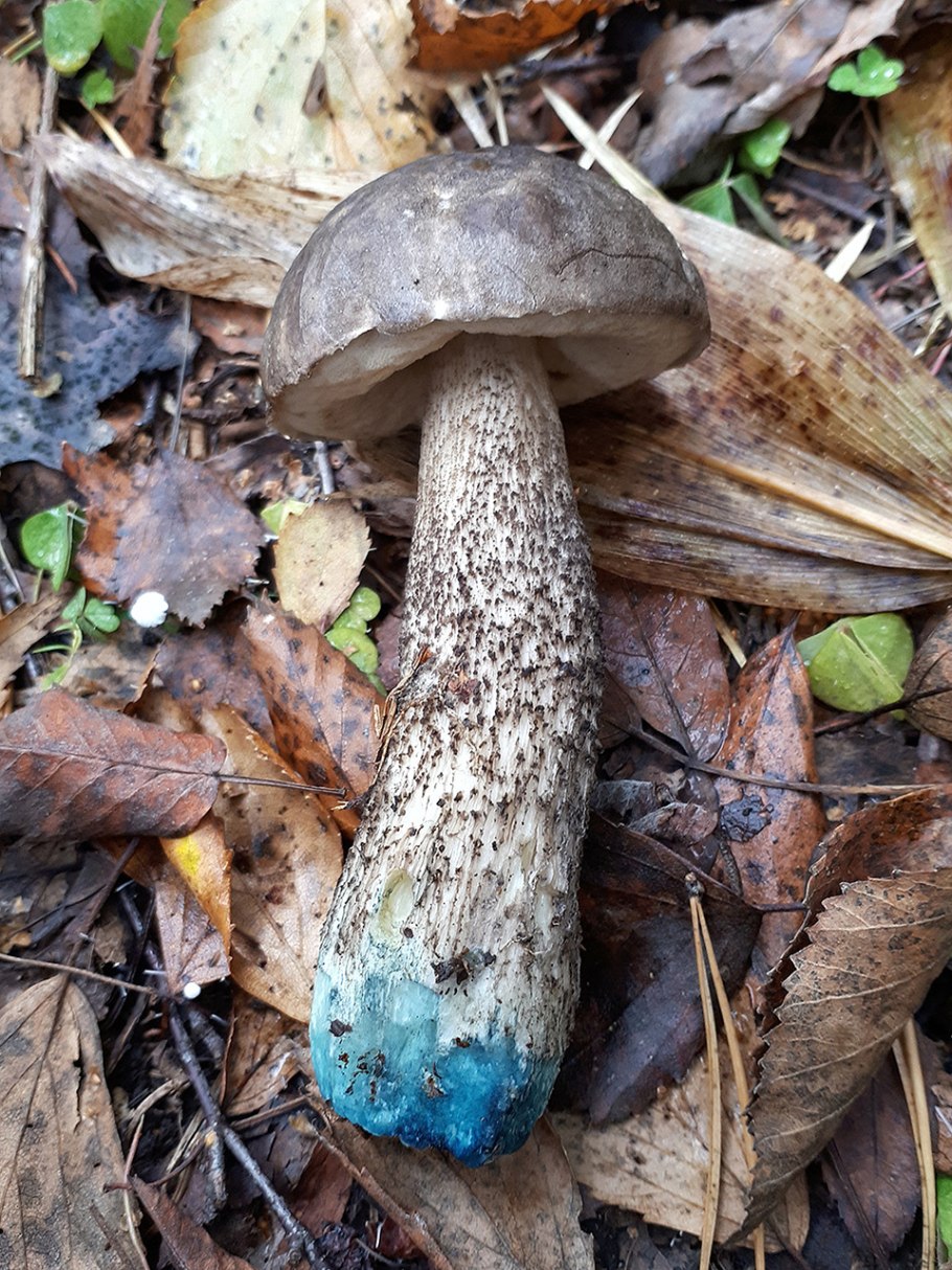 Подберезовик альбинос