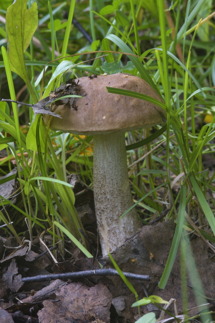 Моховик зелёный