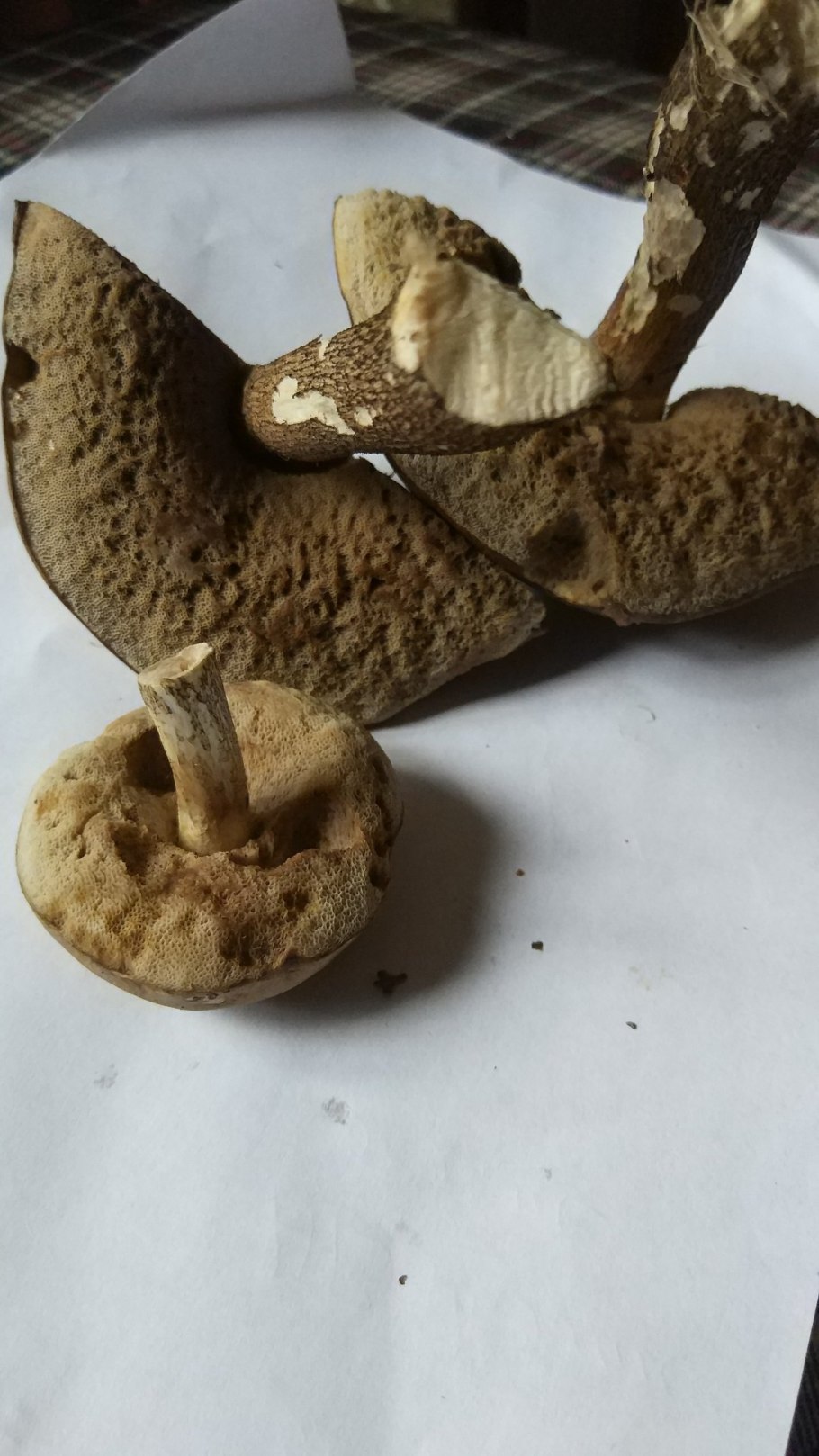 Подберезовик подосиновик Дубовик