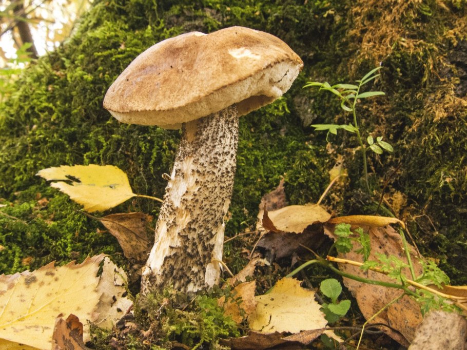 Березовик синеющий