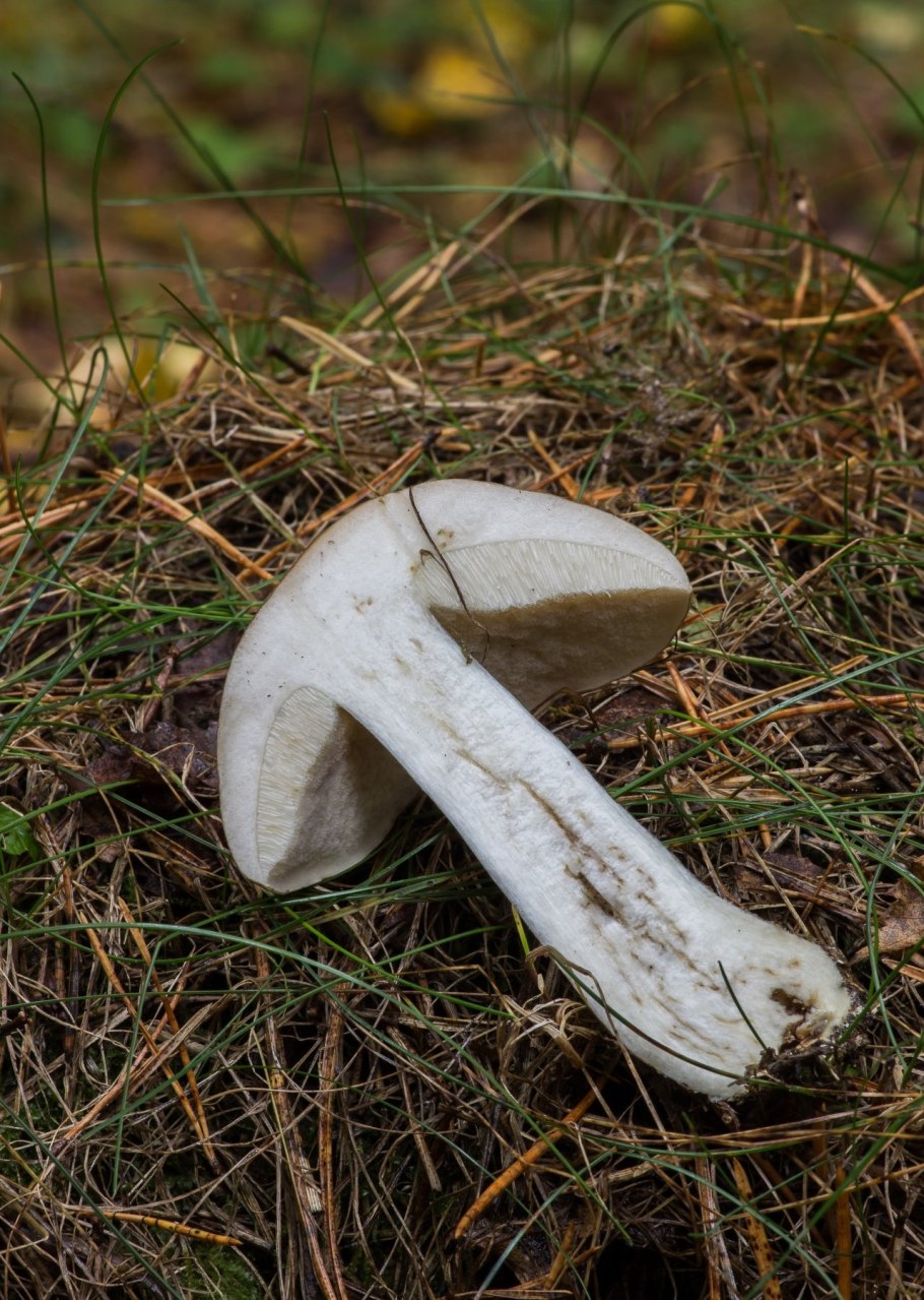 Подберёзовик ложный отличия