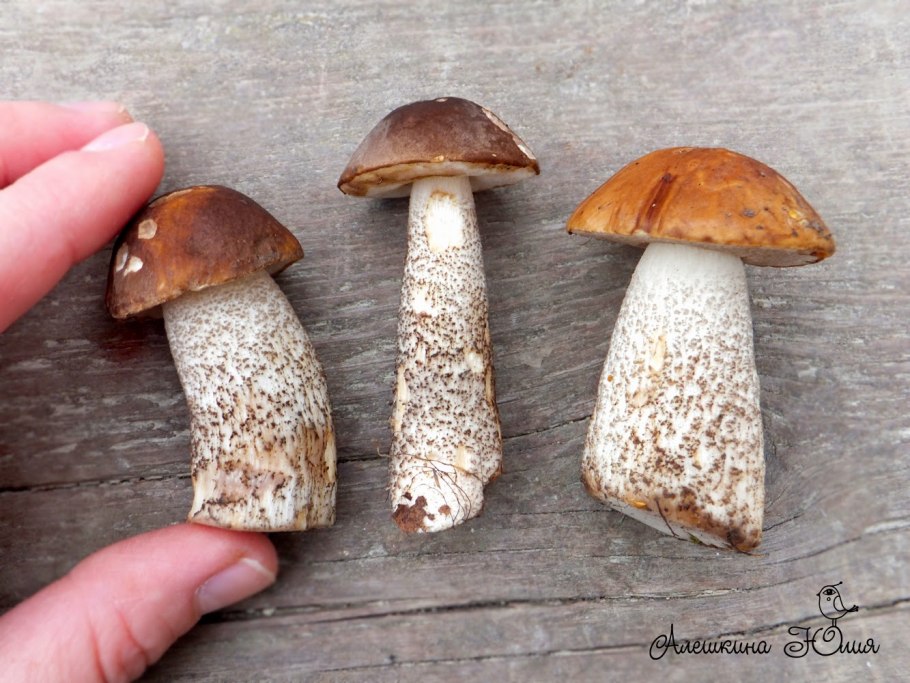 Строение гриба подберезовика