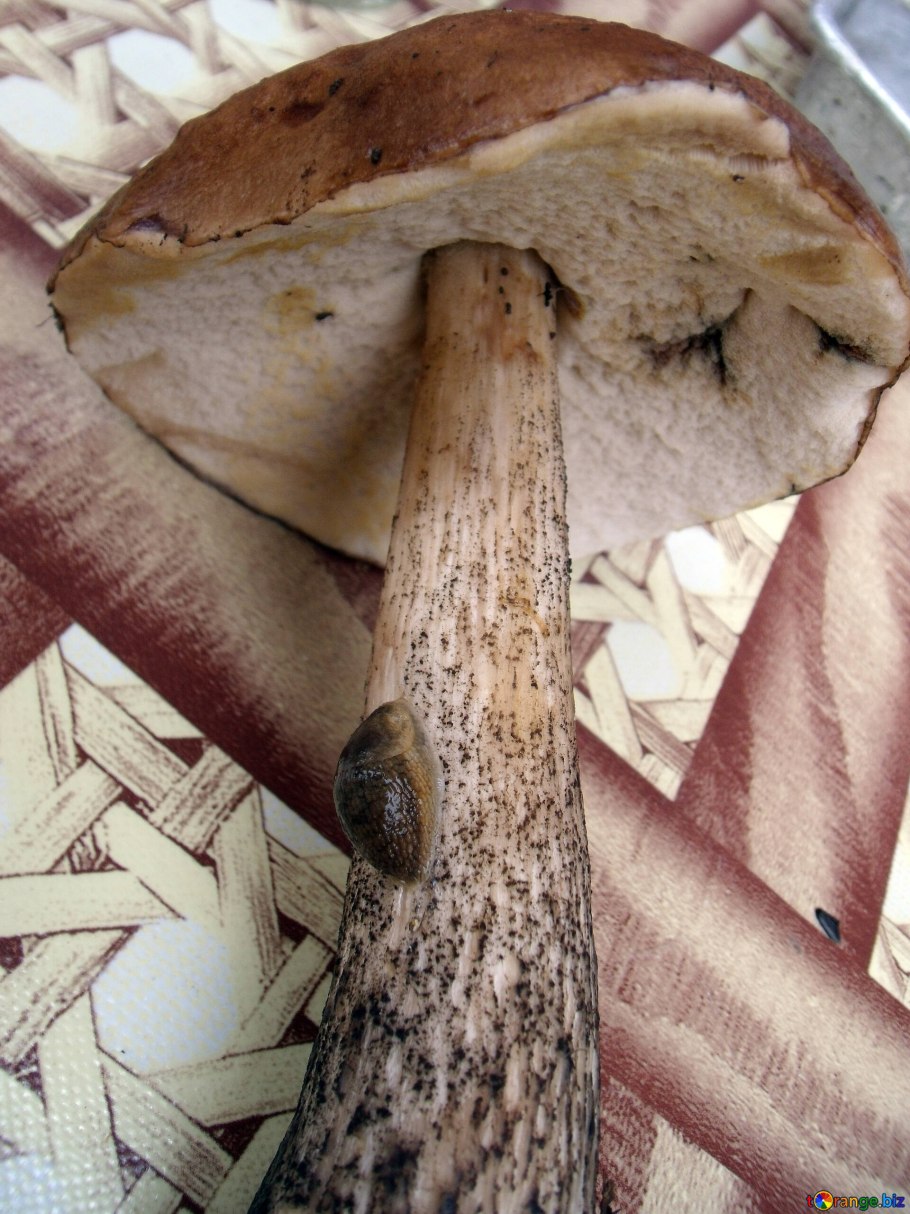 Подберезовик в разрезе