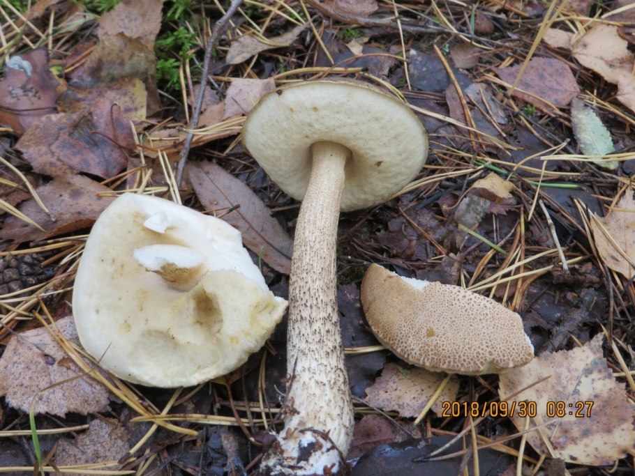 Подберезовик в разрезе