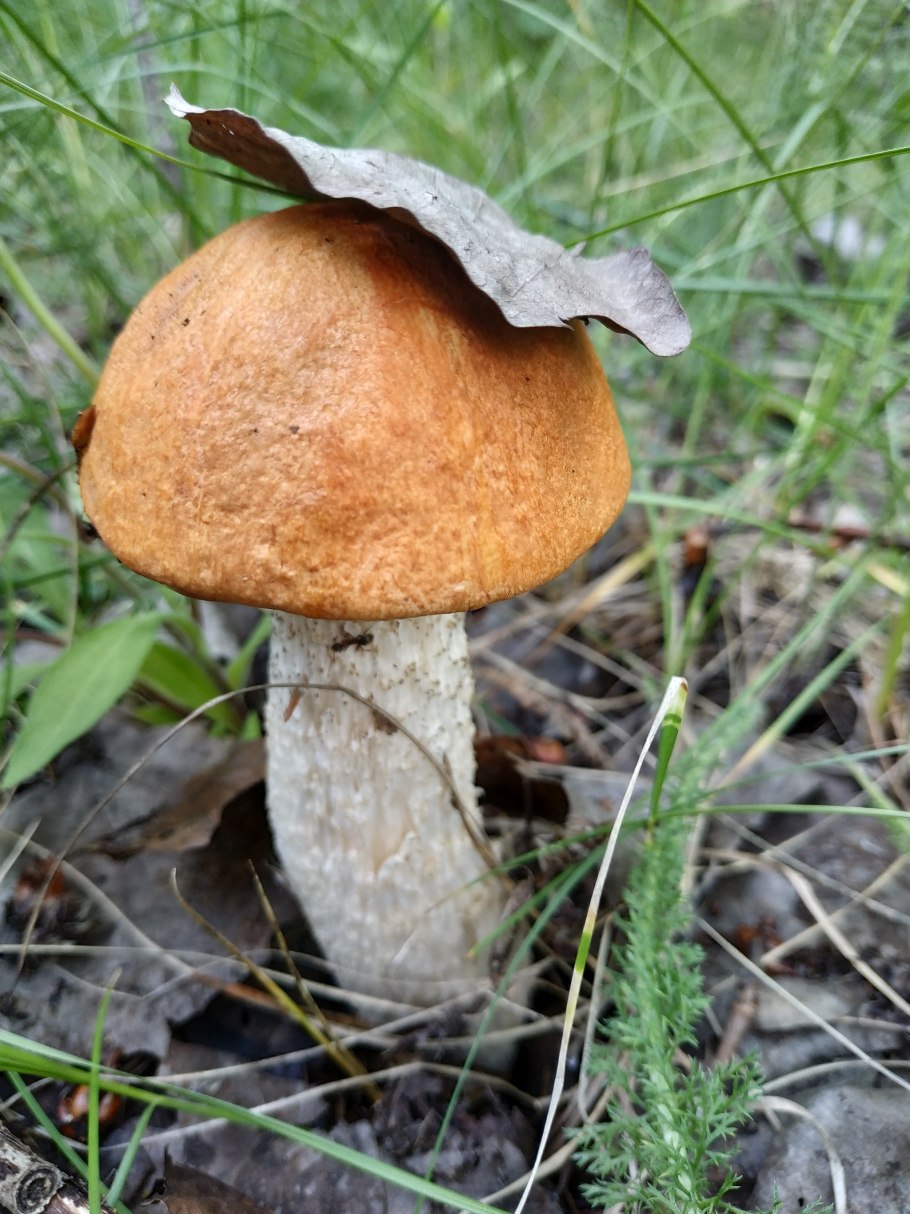 Обабок и подосиновик