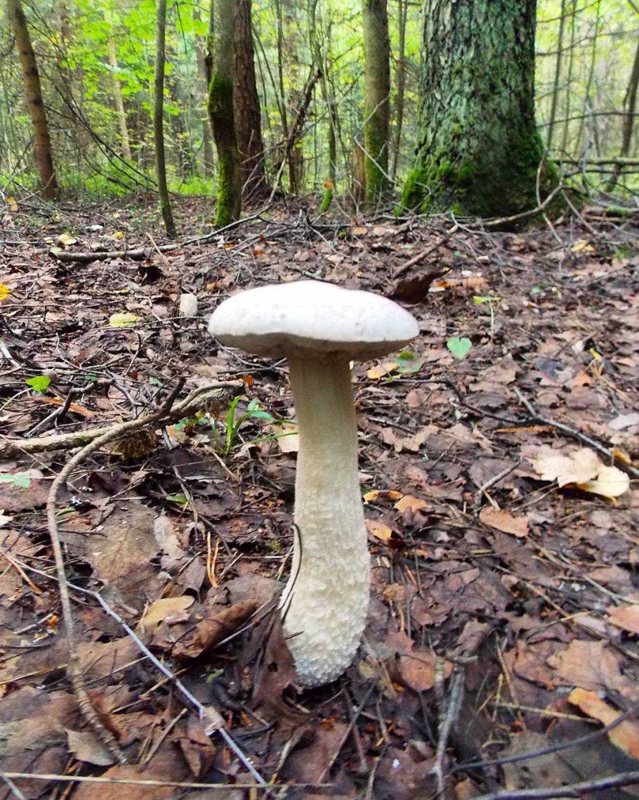 Гриб подберезовик ложный