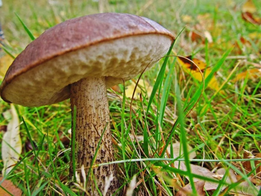 Подосиновик со шляпкой набекрень