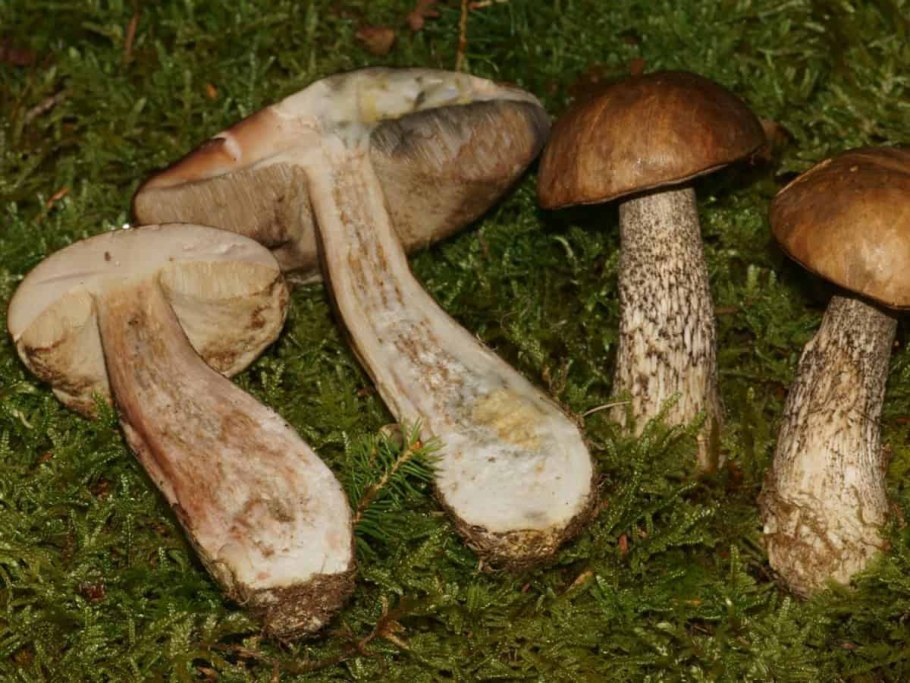 Березовик розовеющий