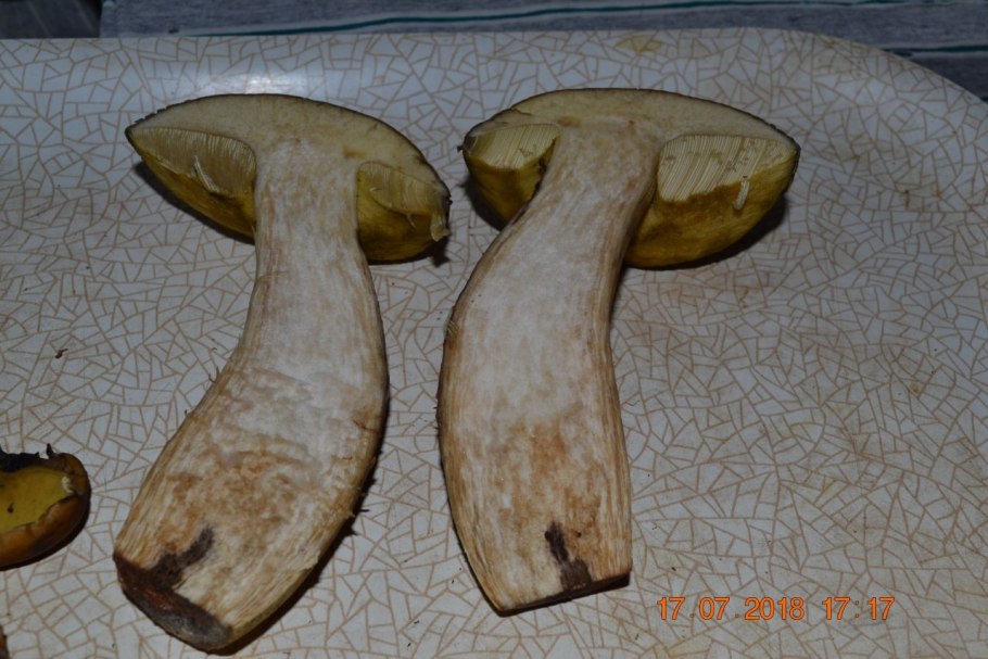 Обабок чернеющий гриб