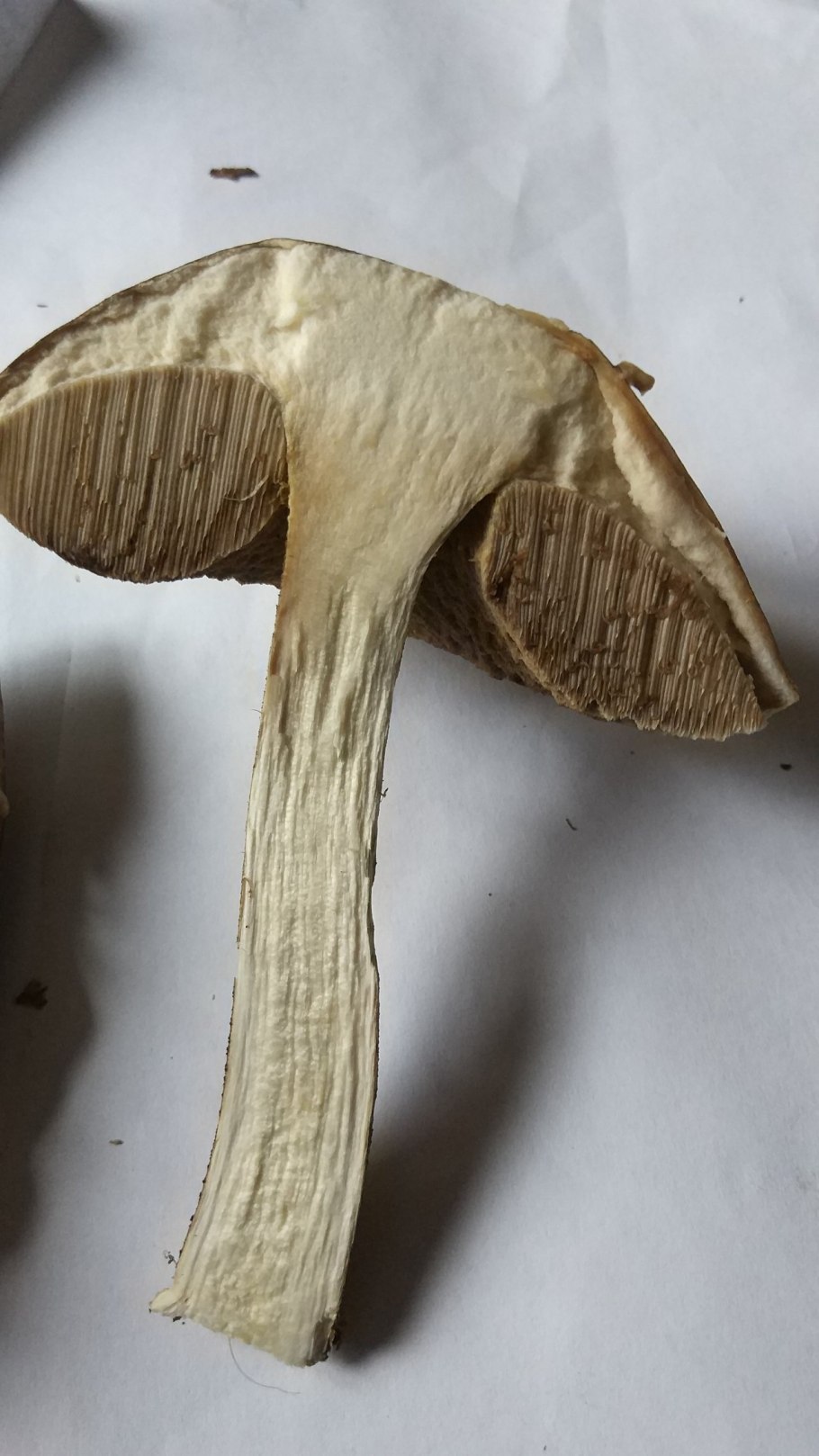 Подберезовик в разрезе