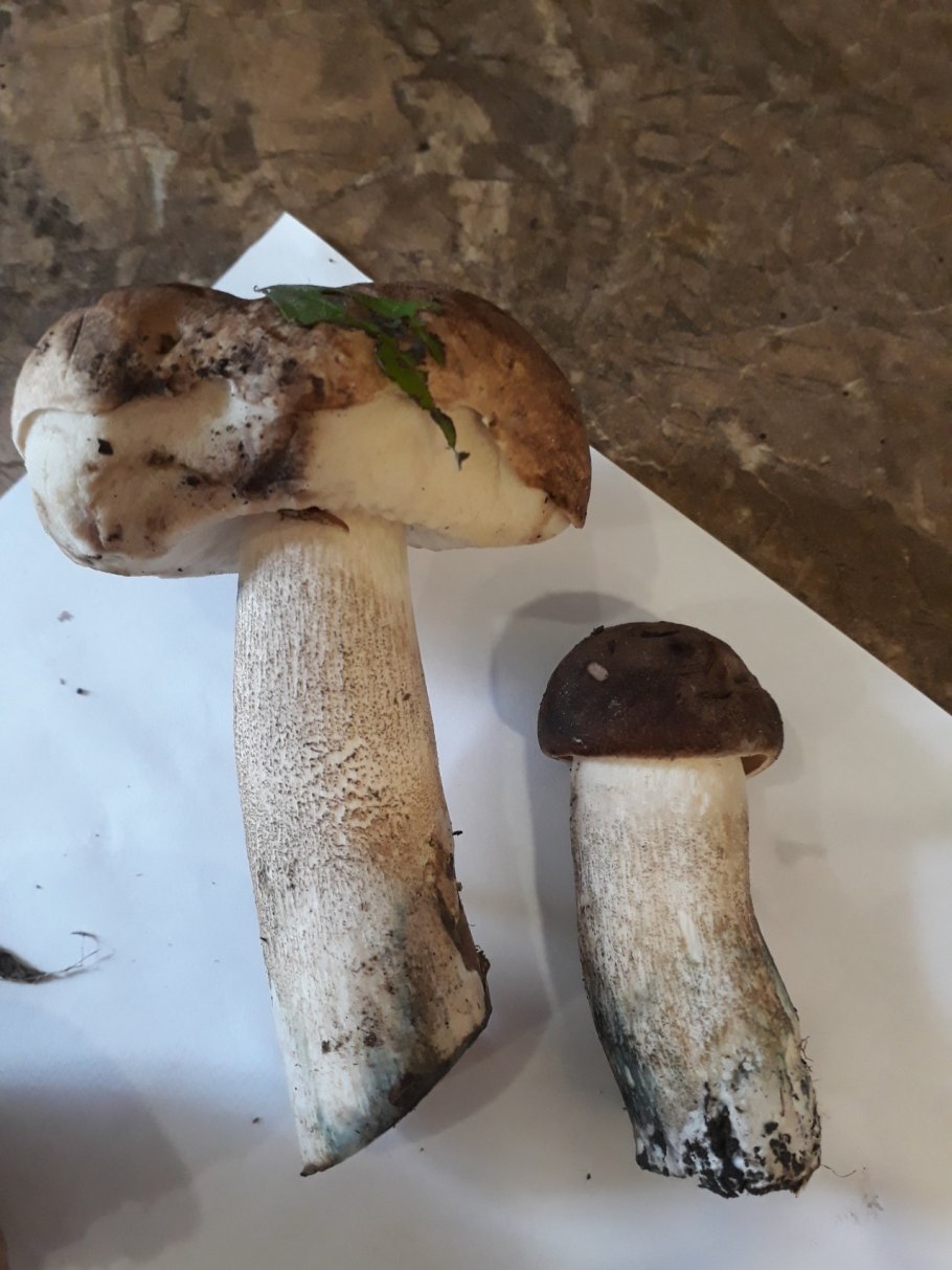 Подберёзовик жестковатый Leccinum duriusculum