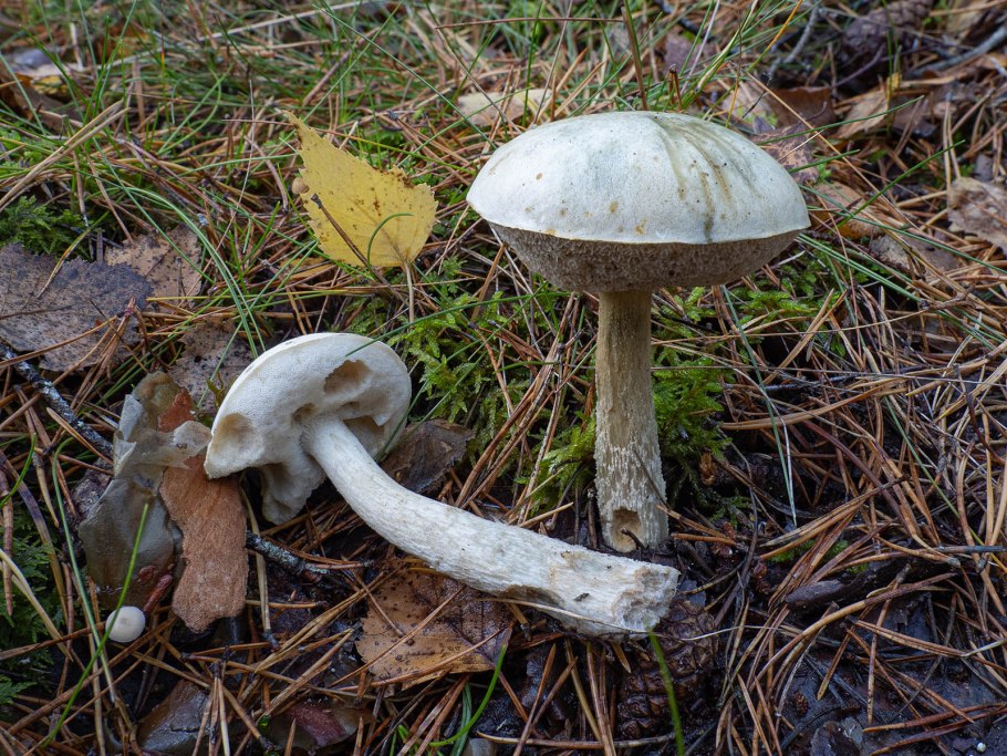 Подберезовик болотный Leccinum holopus