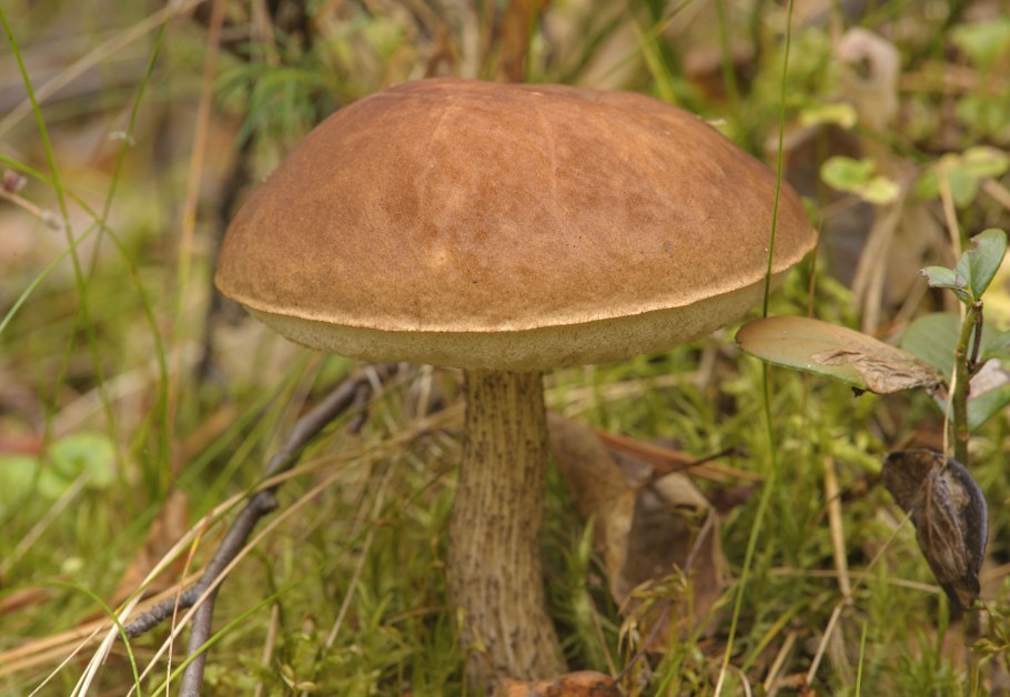 , Обабок чернеющий Leccinellum crocipodium