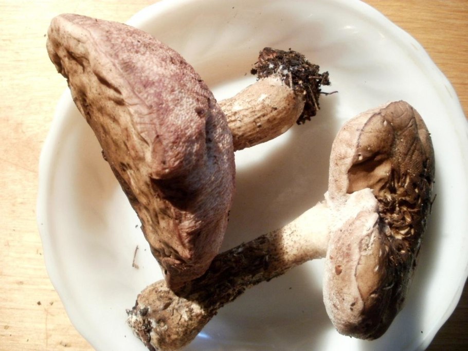 Подберезовики Башкирии