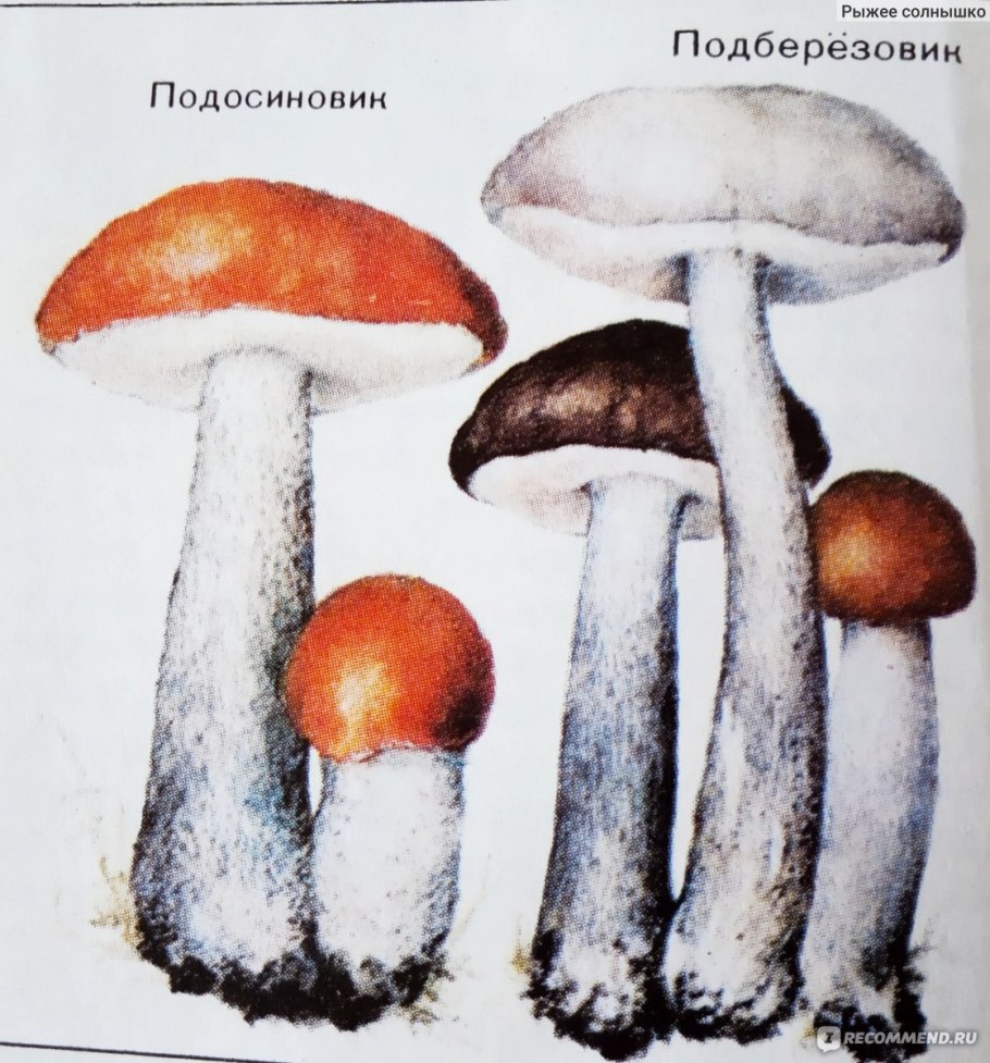 Белый гриб и подберезовик