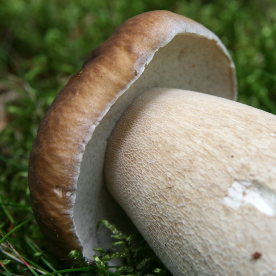 Leccinum oxydabile