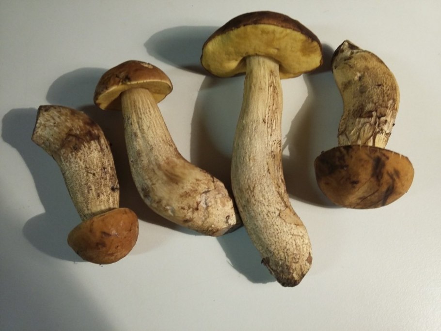 Гриб подберезовик ложный