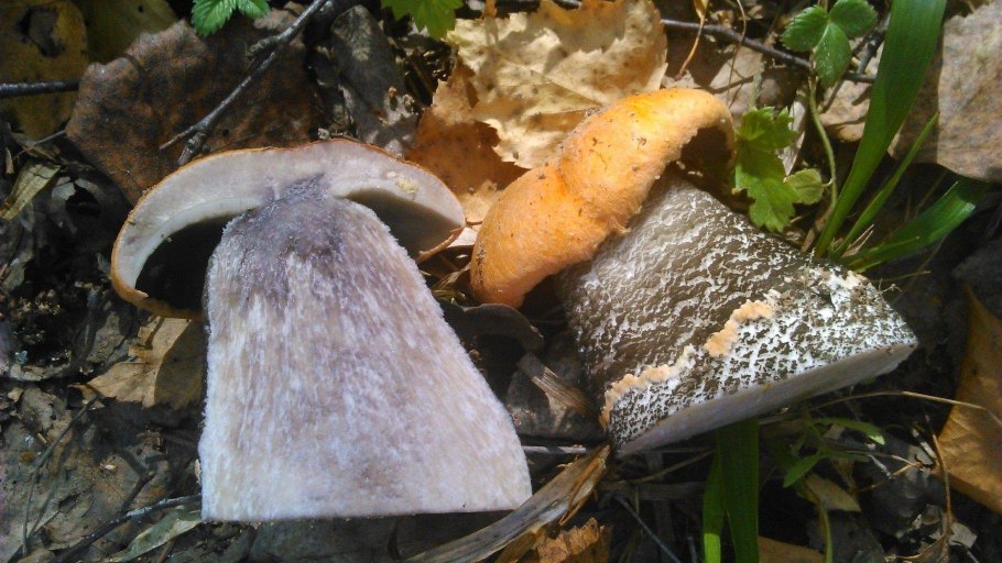 Гриб подберезовик на срезе