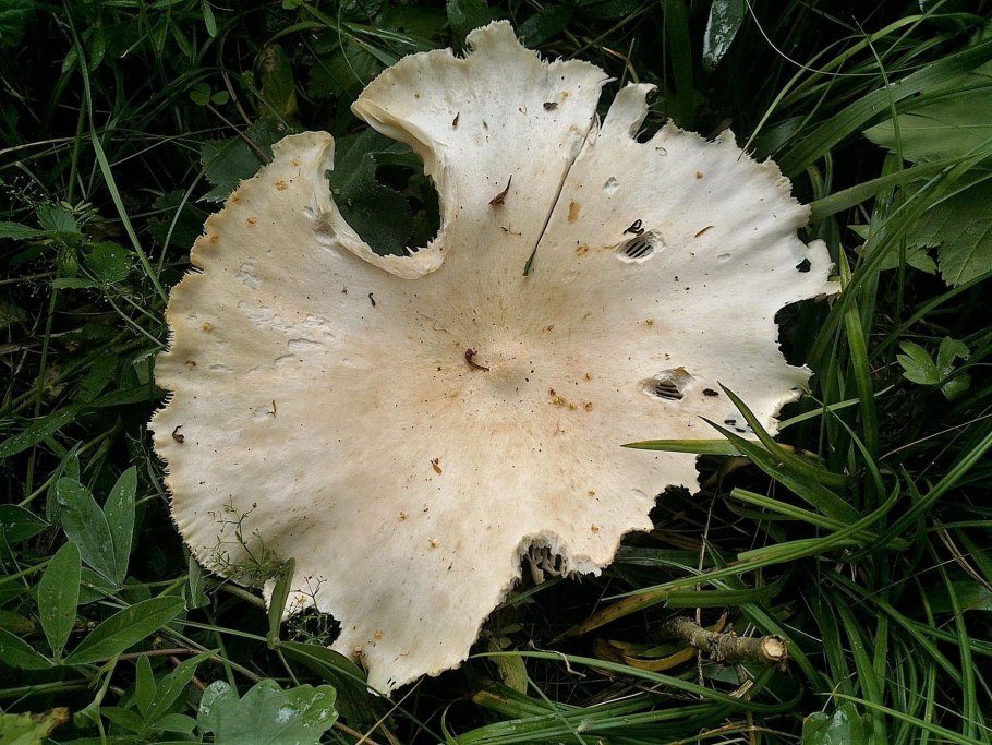 Говорушка гигантская гриб