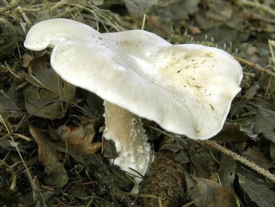 Leucopaxillus giganteus говорушка гигантская Крымская