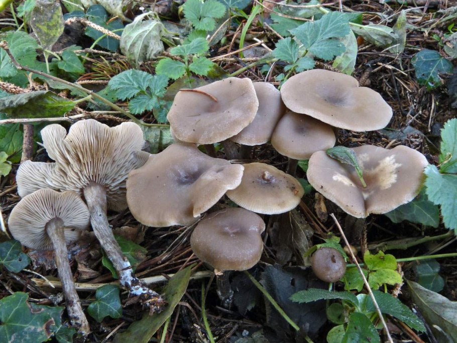 Clitocybe vibecina