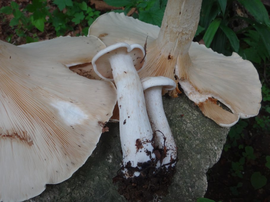 Leucopaxillus giganteus говорушка гигантская Крымская