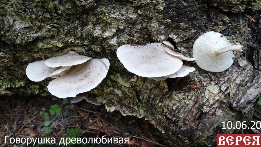 Говорушка древесинная