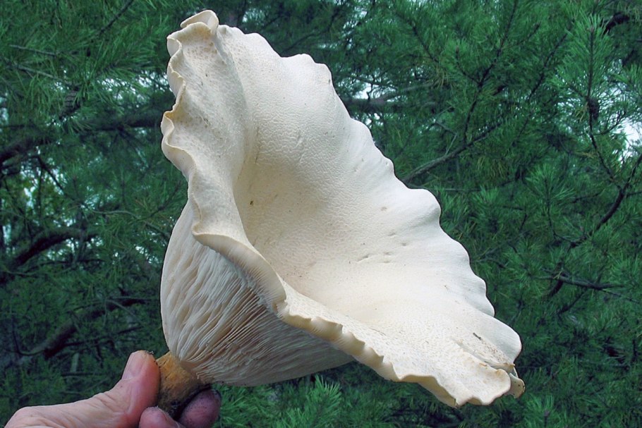 Говорушка гигантская Leucopaxillus giganteus