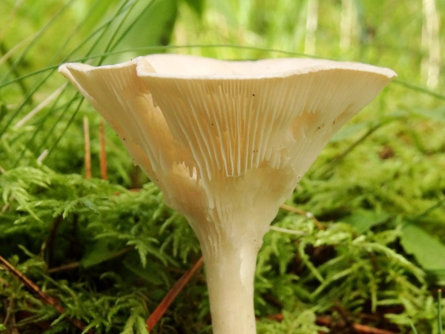 Говорушка беловатая (Clitocybe dealbata) (Сlitocybe candicans)