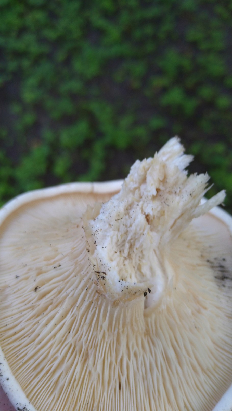 Свинуха гигантская (Leucopaxillus giganteus)
