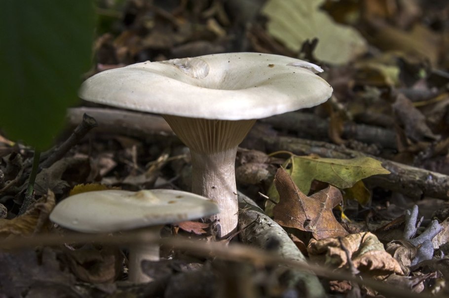 Говорушка подогнутая (Clitocybe geotropa)
