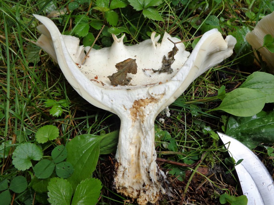 Leucopaxillus giganteus говорушка гигантская Крымская