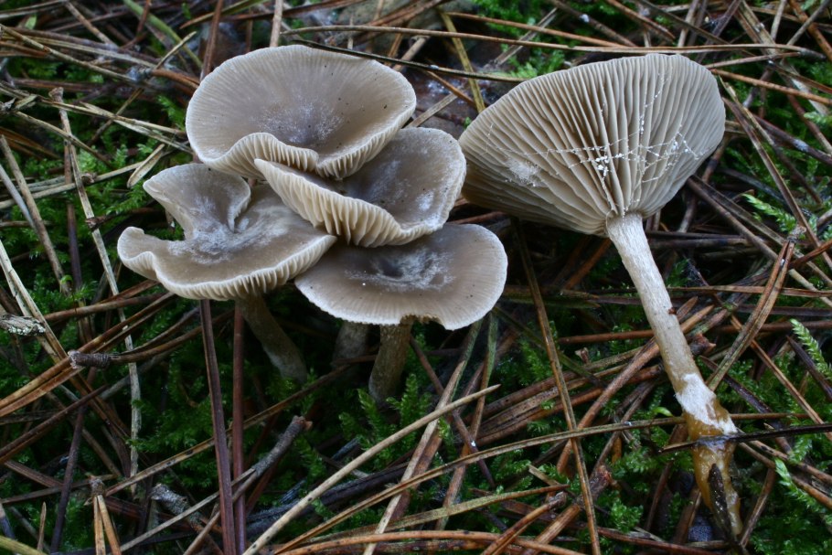 Говорушка древесинная