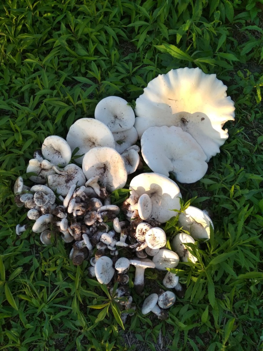 Говорушка гигантская гриб