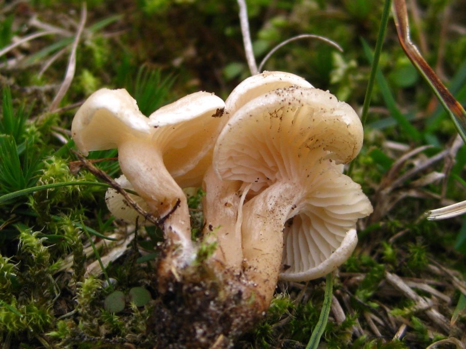 Опенок Луговой Marasmius Oreades