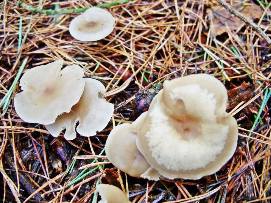 Говорушка подогнутая (Clitocybe geotropa)