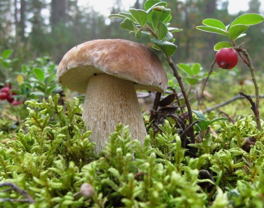 Лесные грибы боровики