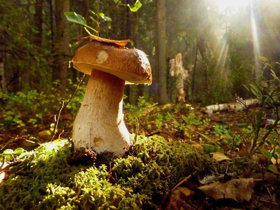 Грибы отдел ( Boletus edulis