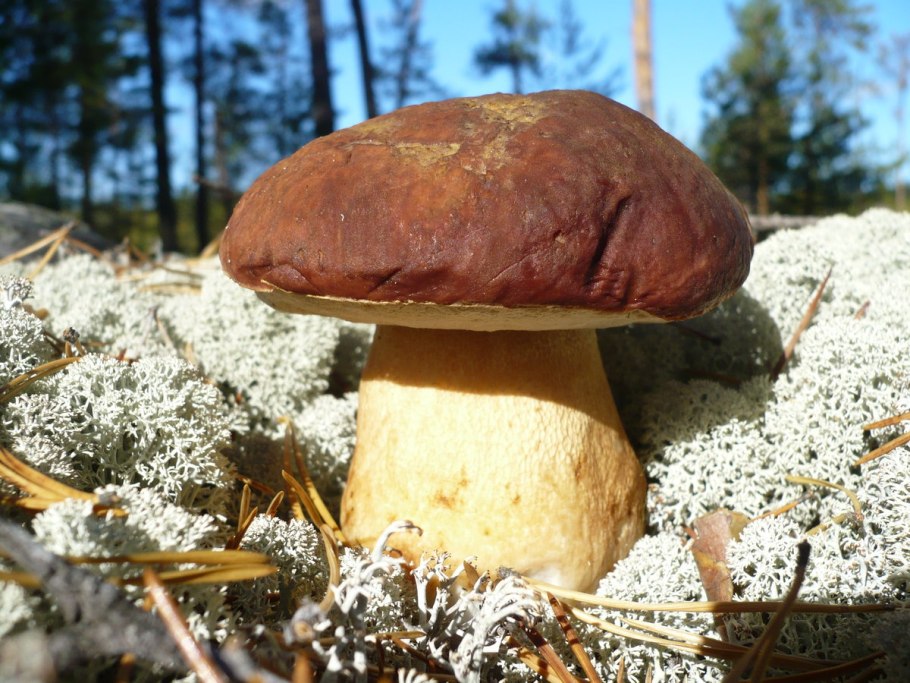 Белые грибы со спорами