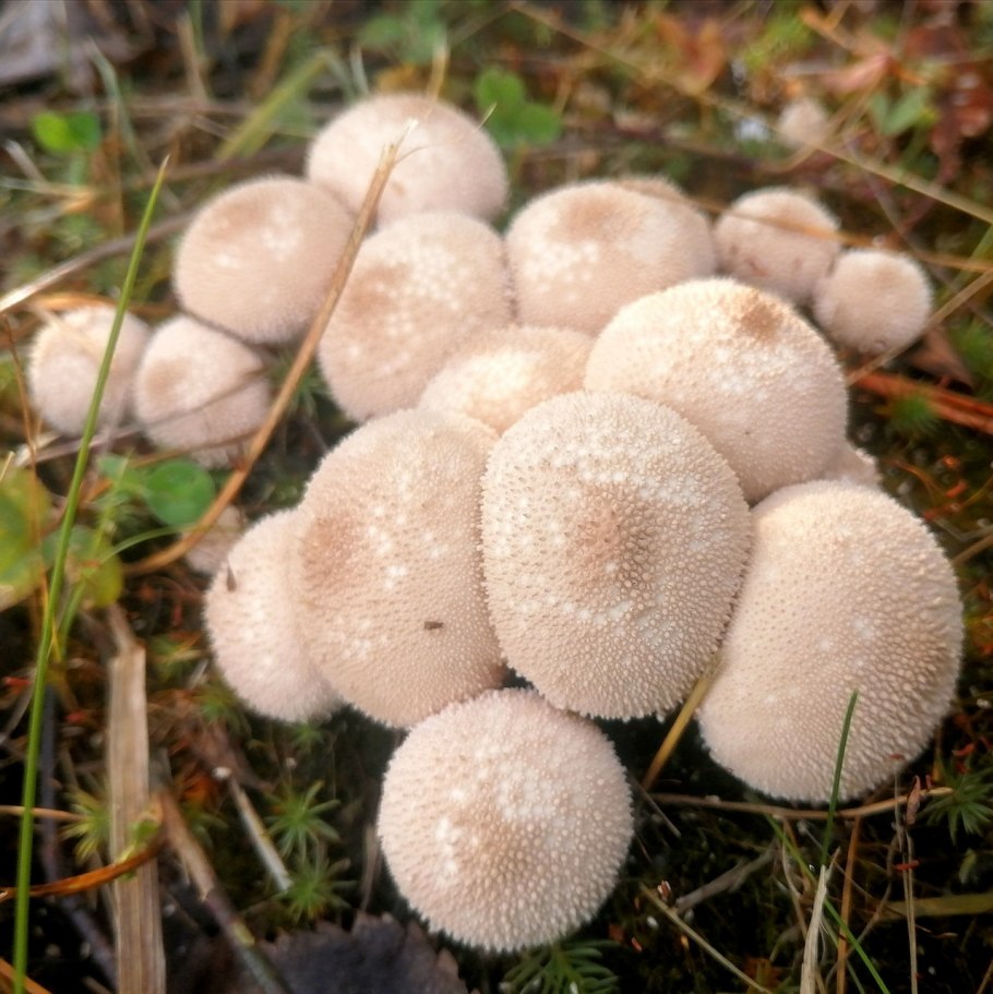 Грибы дождевик (Lycoperdon pyriforme)