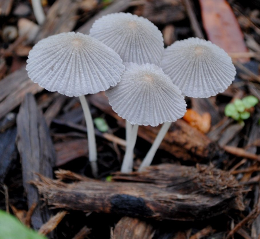 Навозник гриб складчатый