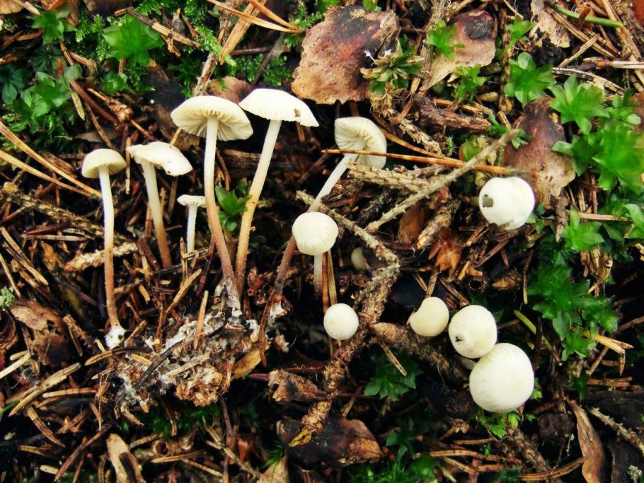 Marasmius wynnei