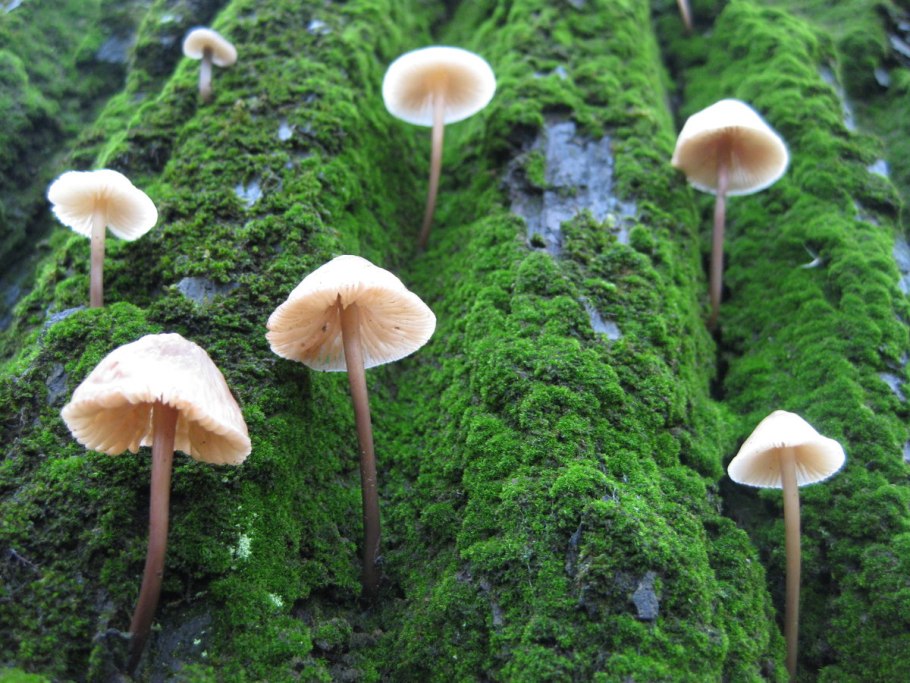 Поганка гриб