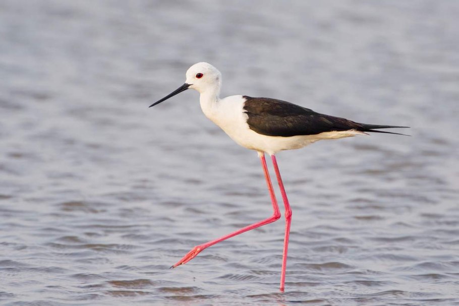 Белые тонкие грибы