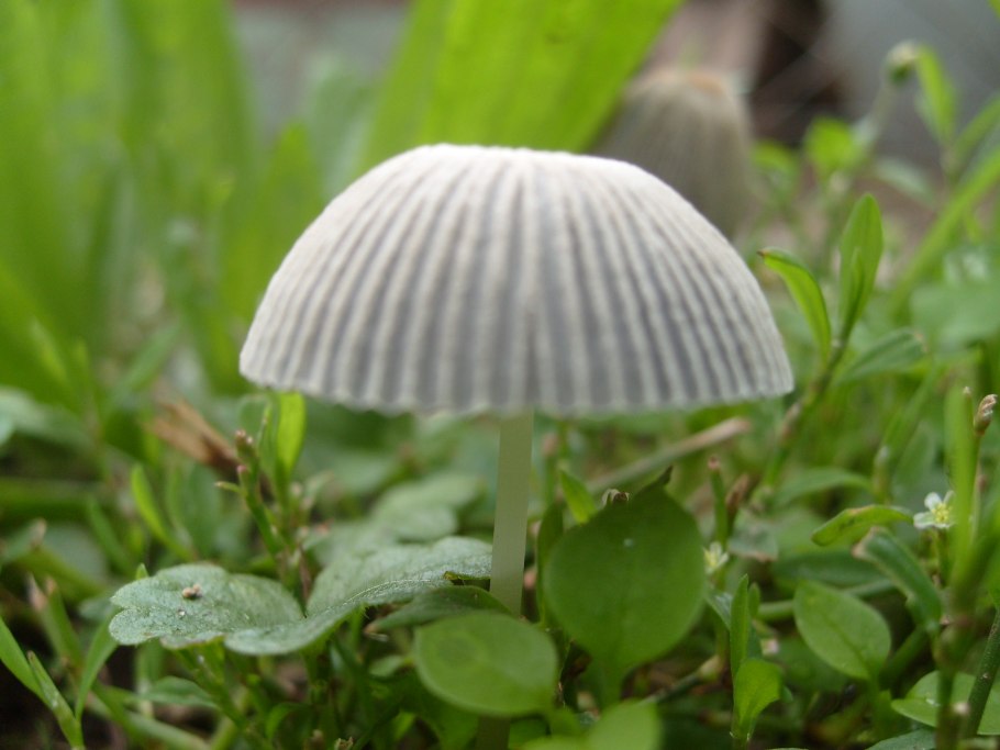 Coprinus disseminatus