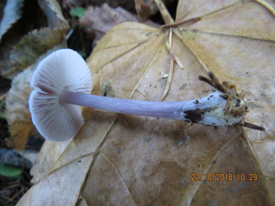 Грибы с длинной ножкой и маленькой шляпкой